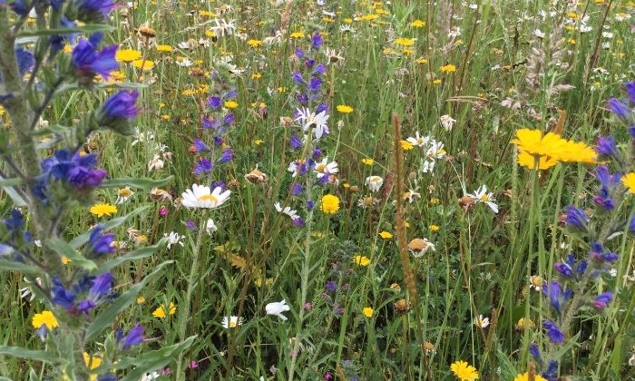 Wildblumenwiese im Schulgarten © Tobias Littschwager